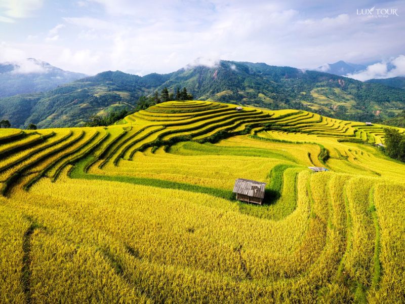 ta-su-choong-mua-lua-chin-2.jpg (138 KB)