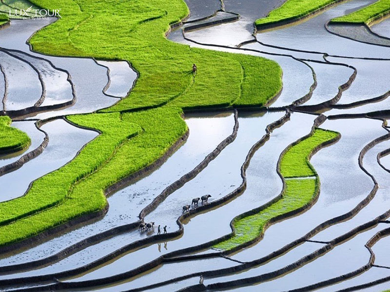 ban-sin-chai-4.jpg (180 KB)