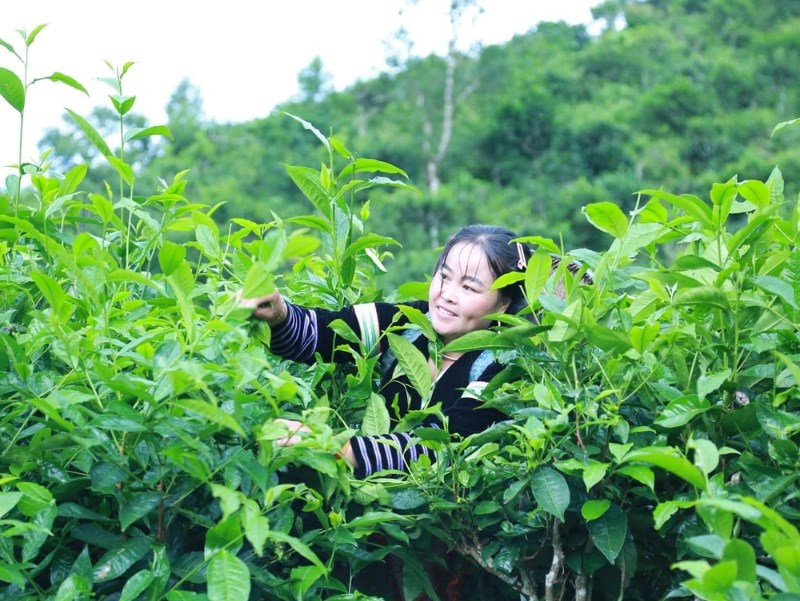 dac-san-sapa-cheshantuyet.jpg (149 KB)