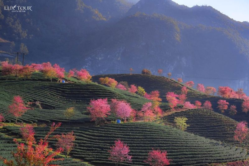 doi-che-o-long-mua-hoa-anh-dao-sapa.jpg (86 KB)