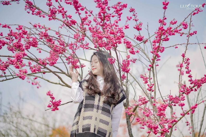 khu-du-lich-sun-world-fansipan-legend-mua-hoa-anh-dao-sapa.jpg (112 KB)