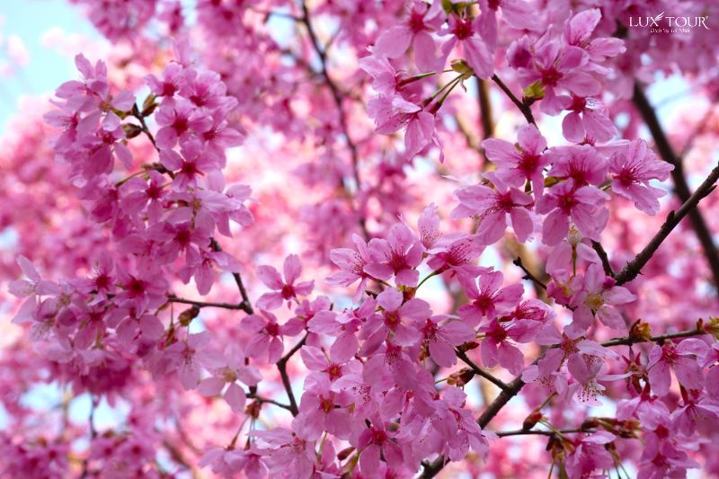 mua-hoa-anh-dao-sapa.jpg (96 KB)