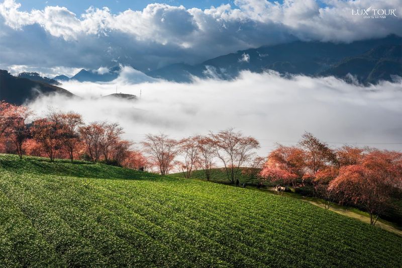 ngam-suong-mu-mua-hoa-anh-dao-sapa.jpg (111 KB)