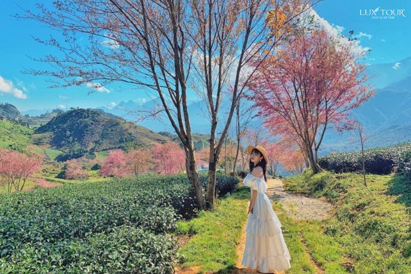 vuon-hoa-ham-rong-mua-hoa-anh-dao-sapa.jpg (137 KB)