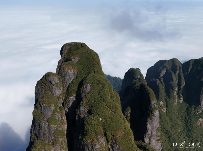 ngu-chi-son-1.jpg (114 KB)