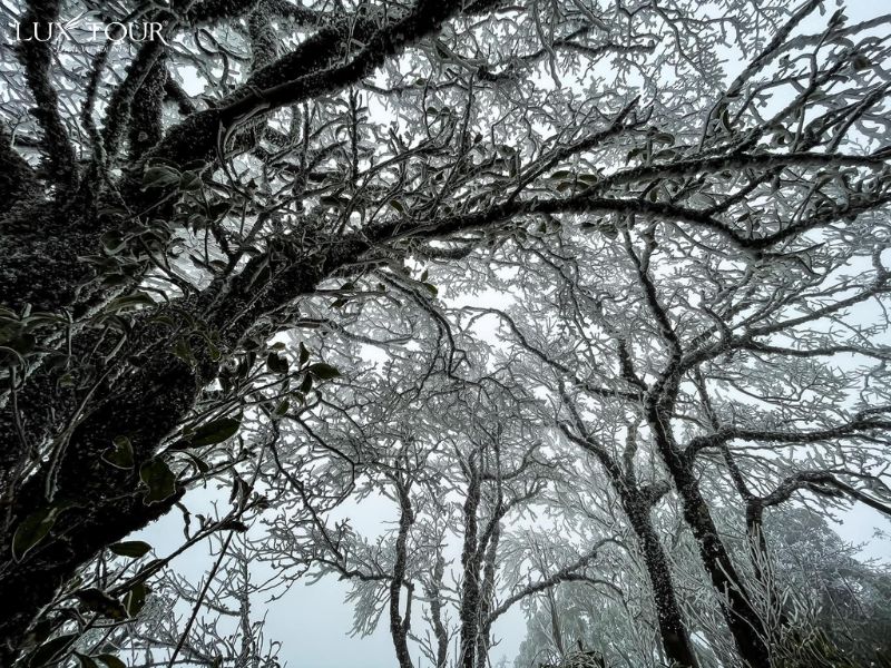 sapa-co-tuyet-khong-7.jpg (191 KB)