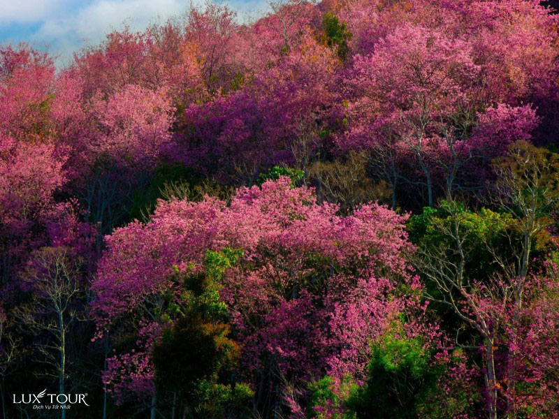 sapa-mua-hoa-anh-dao-1.jpg (223 KB)