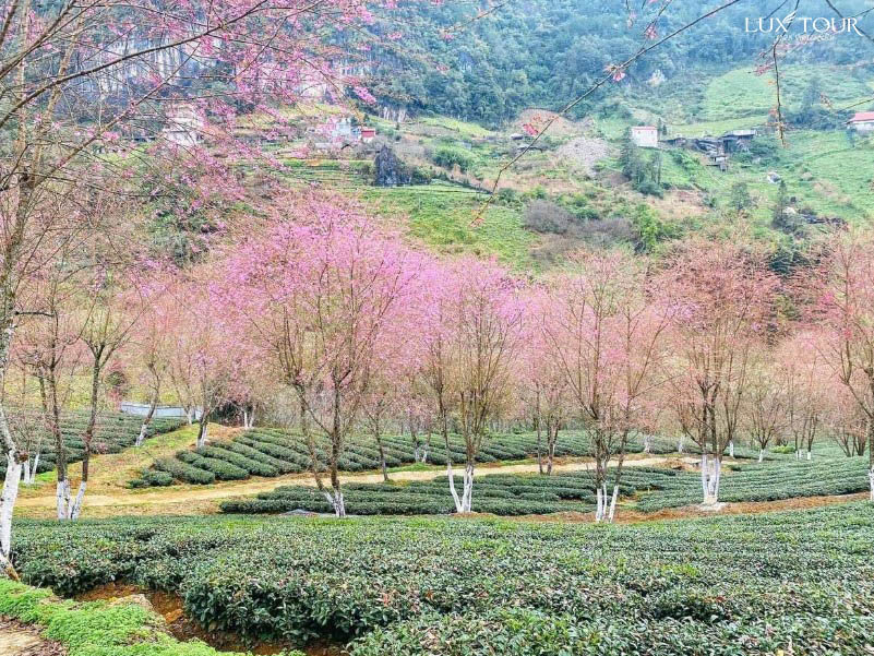 sapa-mua-hoa-anh-dao-5.jpg (219 KB)