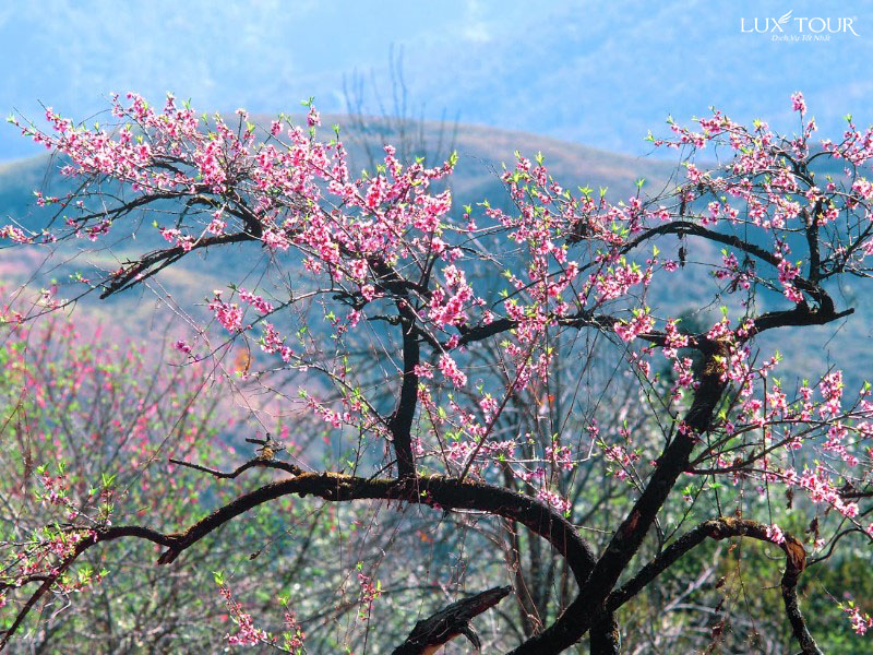 sapa-mua-hoa-anh-dao-6.jpg (232 KB)