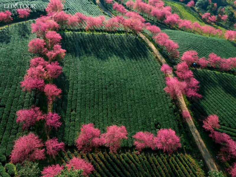 sapa-mua-hoa-anh-dao-doiche.jpg (184 KB)