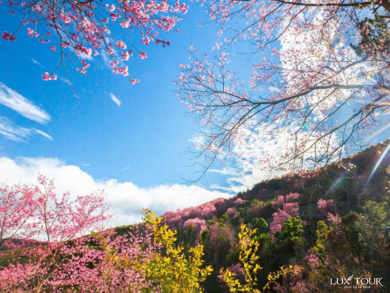 sapa-mua-hoa-anh-dao-thunglungmuonghoa.jpg (201 KB)