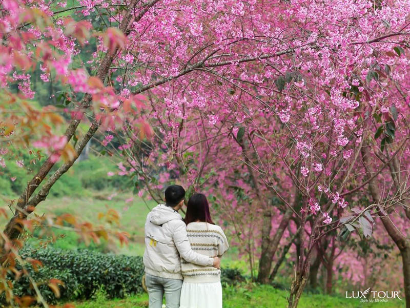 sapa-mua-hoa-anh-dao.jpg (166 KB)