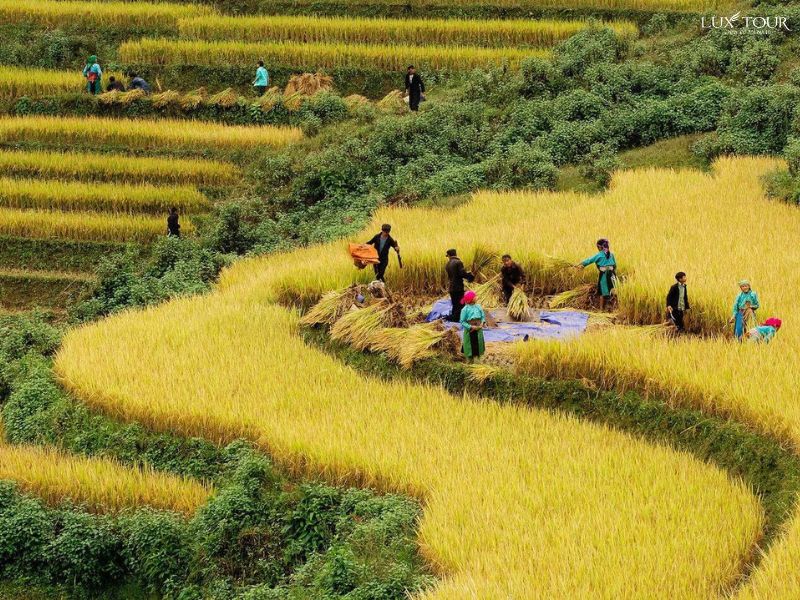 thu-hoach-lua-sapa-mua-lua-chin.jpg (166 KB)