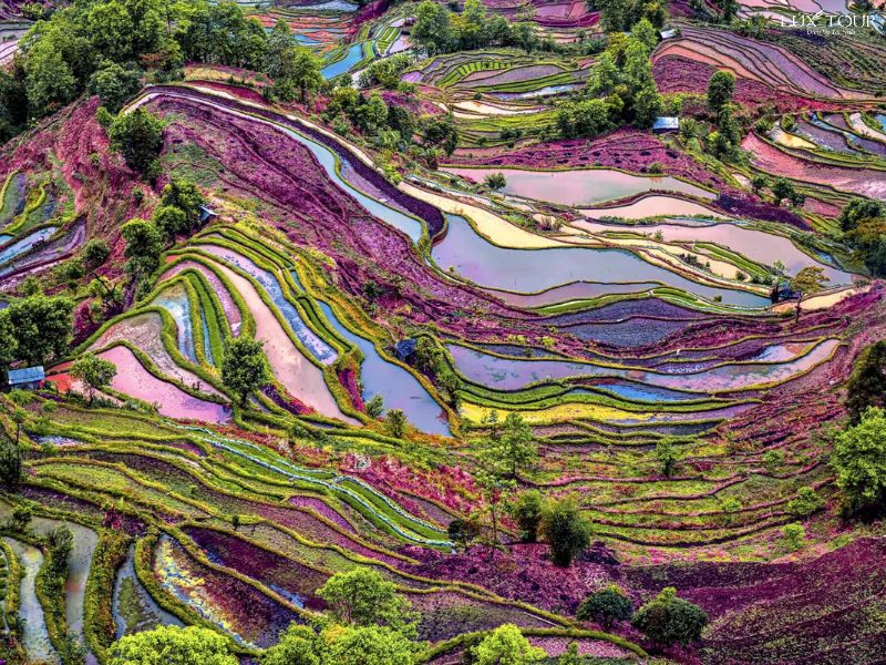 ban-ta-van-sapa-mua-nuoc-do.jpg (200 KB)