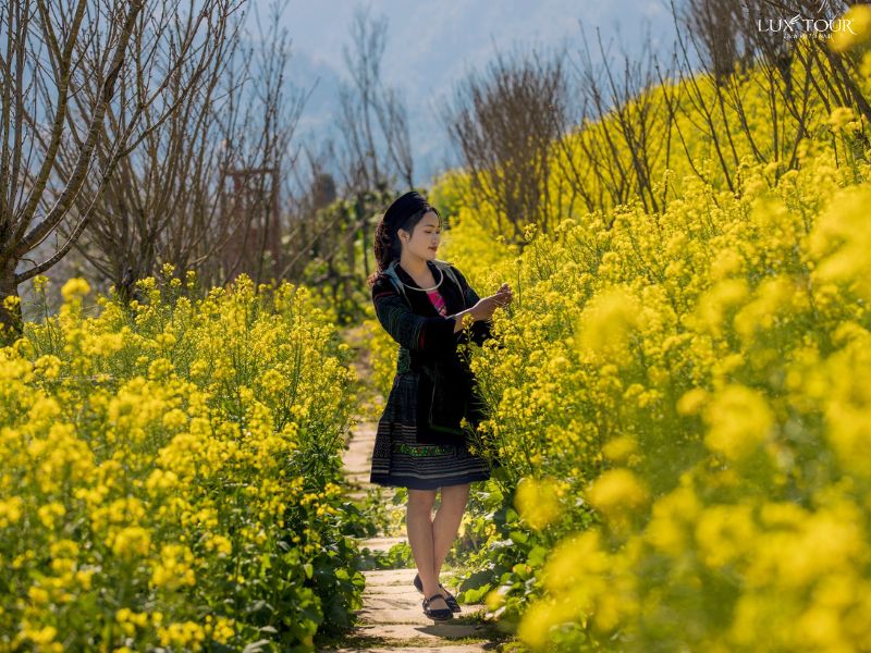 hoa-cai-sapa-thang-2.jpg (133 KB)