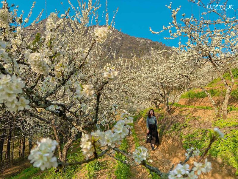 hoa-man-trang-sapa-thang-2.jpg (178 KB)