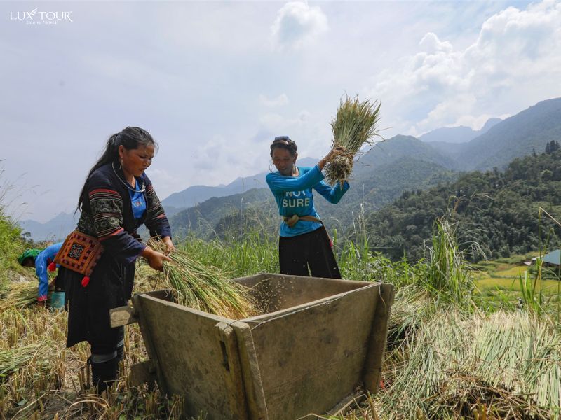 thu-hoach-lua-sapa-thang-9.jpg (96 KB)