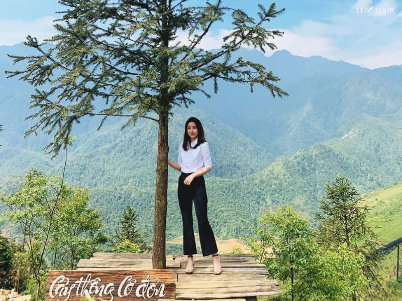 cay-thong-co-don-swing-sapa-2.jpg (141 KB)