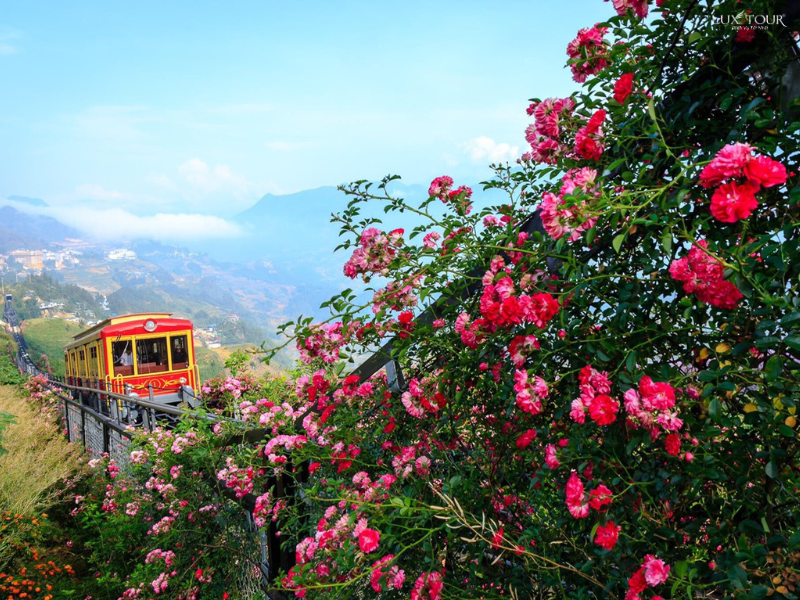 duong-tau-hoa-muong-hoa-thung-lung-hoa-hong-sapa.png (896 KB)