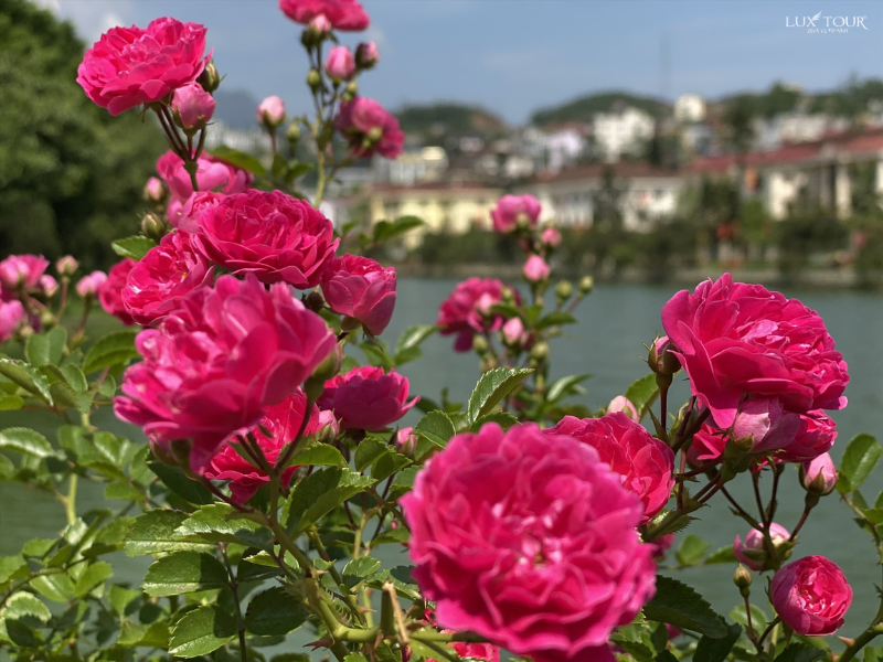 hoa-hong-co-thung-lung-hoa-hong-sapa.png (713 KB)