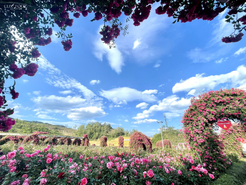 thung-lung-hoa-hong-sapa-11.png (900 KB)