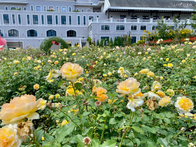 thung-lung-hoa-hong-sapa-5.png (983 KB)