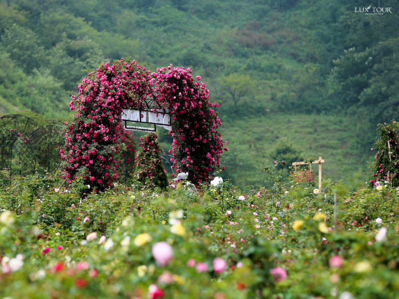 thung-lung-hoa-hong-sapa-7.png (856 KB)