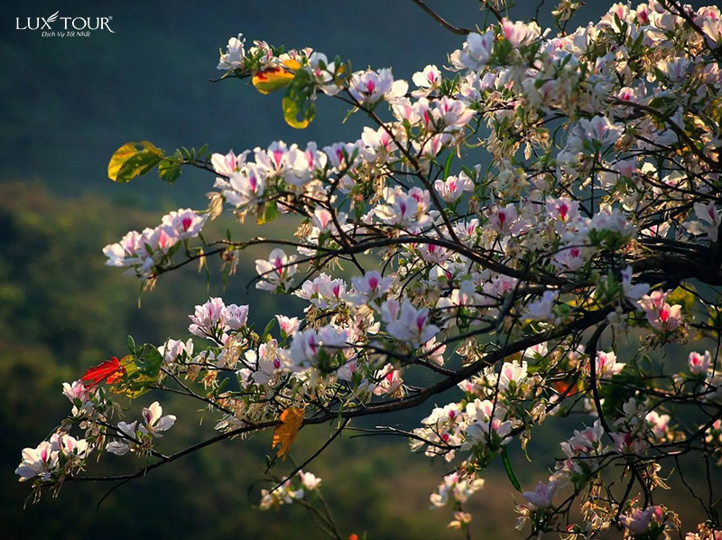 hoa-ban-dien-bien-2.jpg (220 KB)