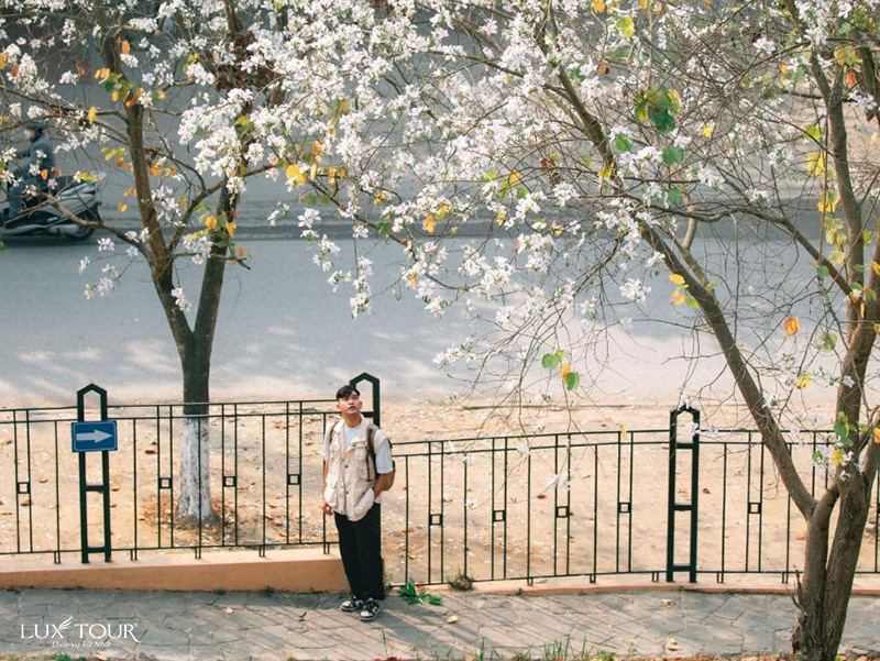 hoa-ban-dien-bien-7.jpg (302 KB)