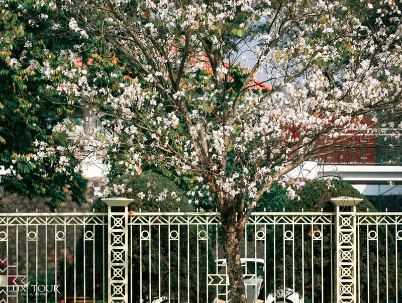 hoa-ban-dien-bien-8.jpg (223 KB)