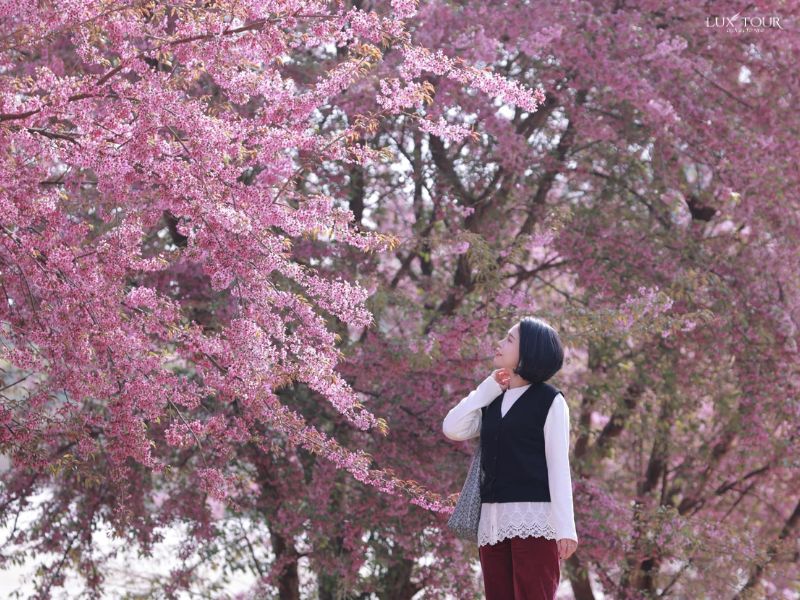 moc-chau-tet-nen-di-du-lich-o-dau-mien-bac.jpg (140 KB)