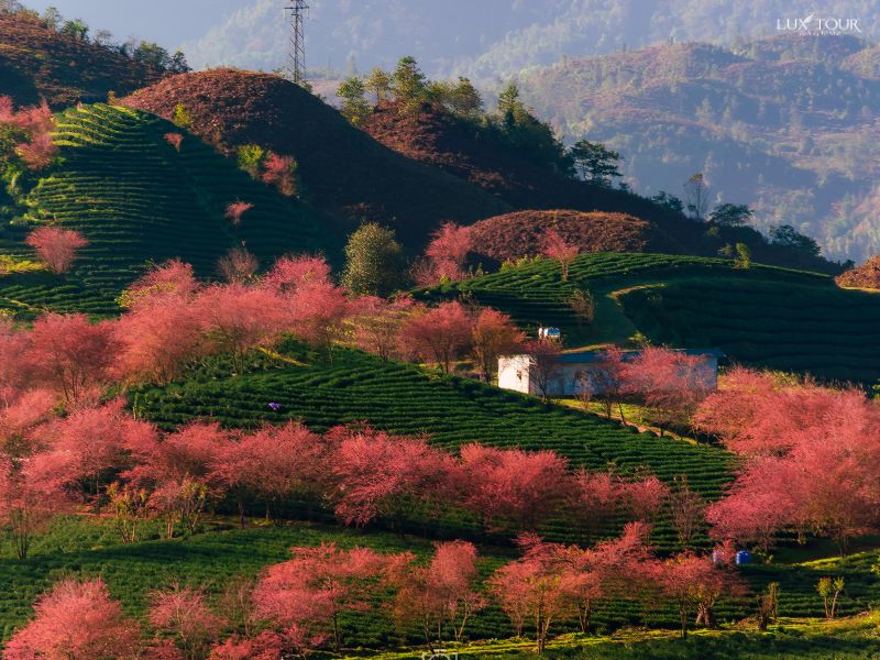 sapa-tet-nen-di-du-lich-o-dau-mien-bac.jpg (123 KB)