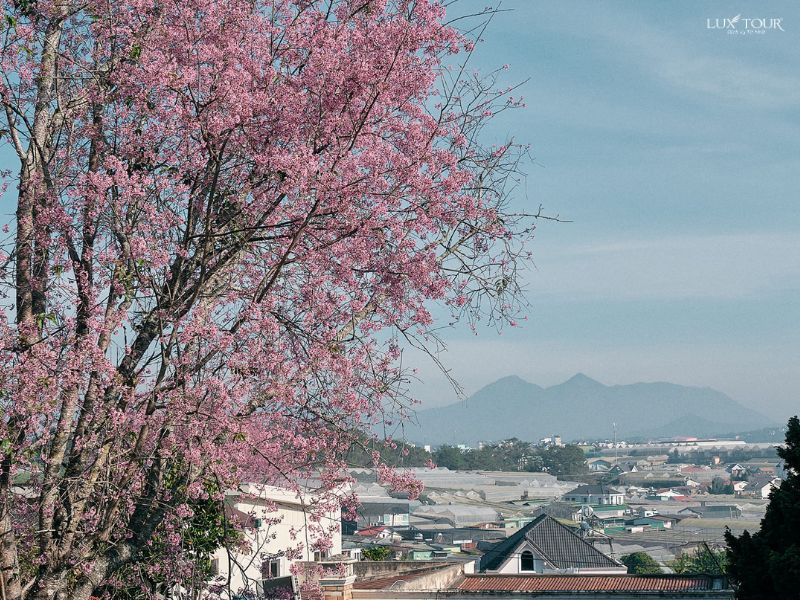 da-lat-thang-1-nen-di-du-lich-o-dau.jpg (167 KB)