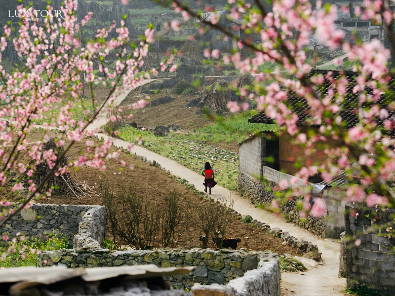 bai-da-co-xin-man-7.jpg (535 KB)