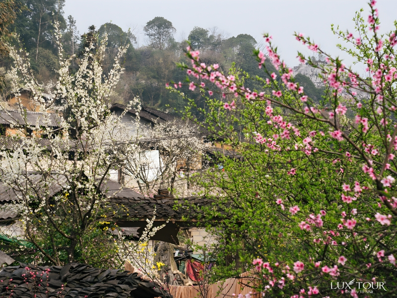 bai-da-co-xin-man-9.jpg (632 KB)