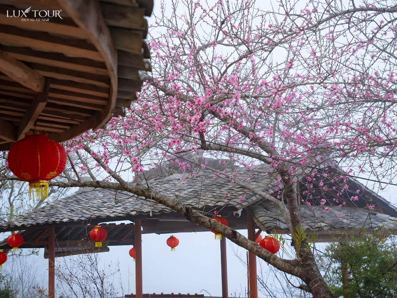 ban-lo-lo-chai-7.jpg (572 KB)