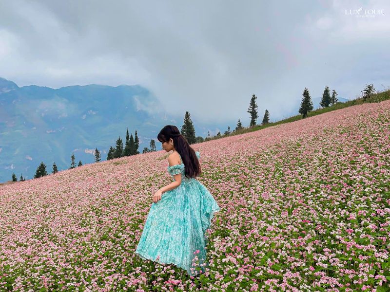 cao-nguyen-suoi-thau-mua-hoa-tam-giac-mach.jpg (136 KB)