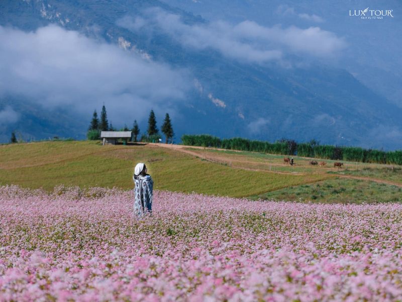 du-lich-ha-giang-4-ngay-3-dem-7.jpg (92 KB)