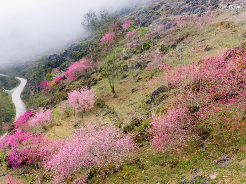 hoa-anh-dao-du-lich-ha-giang-thang-1.jpg (146 KB)