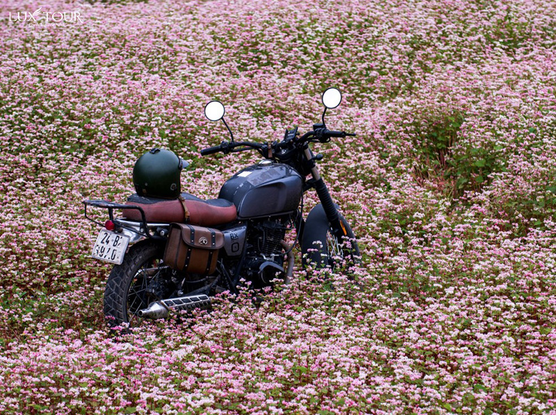 ha-giang-mua-hoa-tam-giac-mach-1.jpg (438 KB)