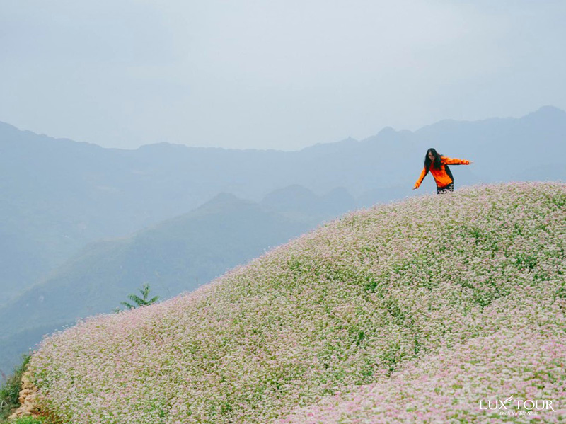 ha-giang-mua-hoa-tam-giac-mach-3.jpg (188 KB)