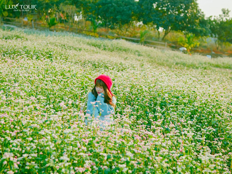 ha-giang-mua-hoa-tam-giac-mach-4.jpg (352 KB)