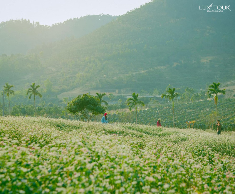 ha-giang-mua-hoa-tam-giac-mach-5.jpg (225 KB)