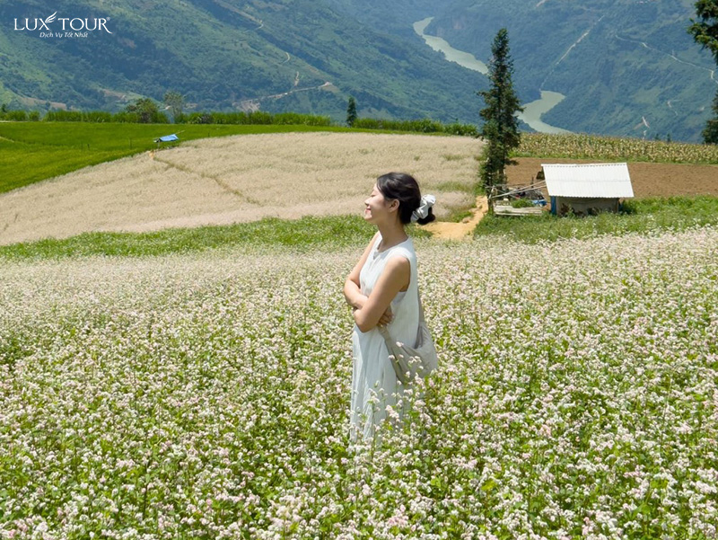 ha-giang-mua-hoa-tam-giac-mach-6.jpg (322 KB)