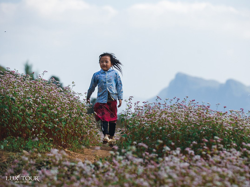 ha-giang-mua-hoa-tam-giac-mach-7.jpg (185 KB)