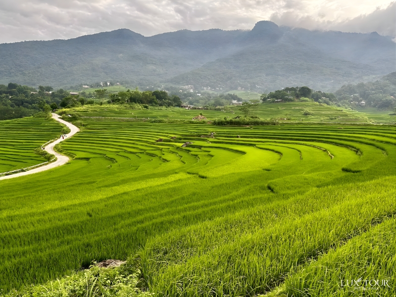 ha-giang-mua-lua-chin-thang-may-9.jpg (480 KB)