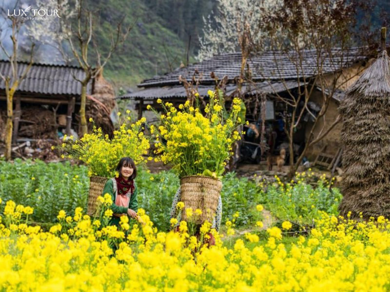 mua-hoa-cai-ha-giang-1.jpg (241 KB)