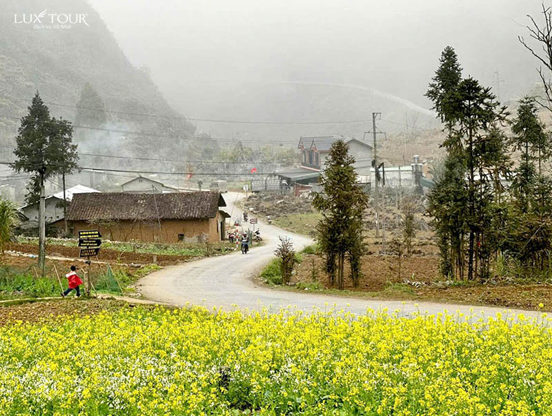 mua-hoa-cai-ha-giang-8.jpg (169 KB)