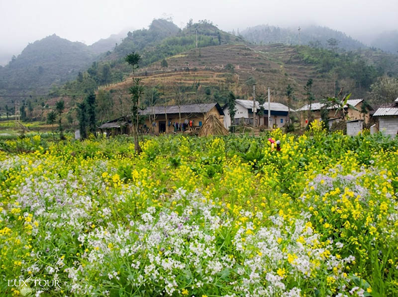 mua-hoa-cai-ha-giang.jpg (164 KB)