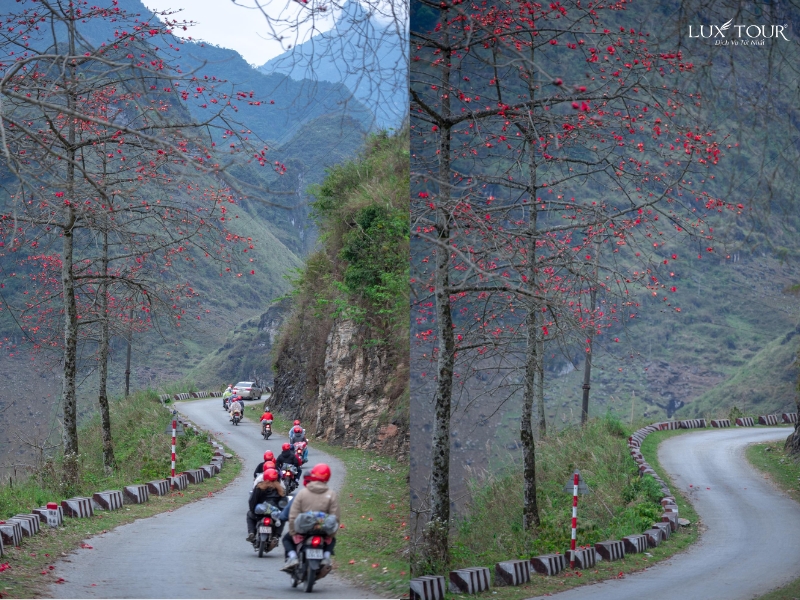 mua-hoa-gao-ha-giang-2.jpg (513 KB)